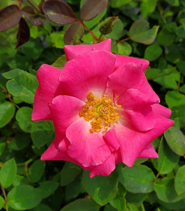 Zephirine Drouhin Climbing Rose