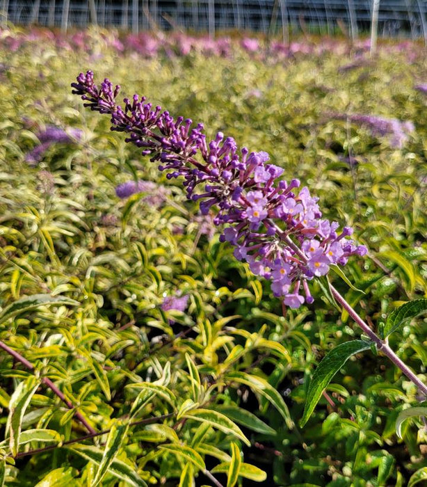 Summer Skies Butterfly Bush