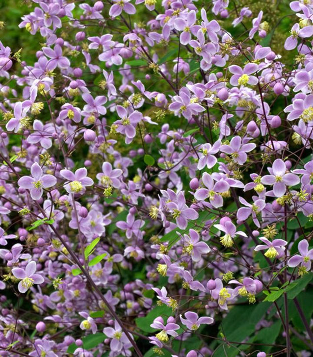 Giant Meadow Rue