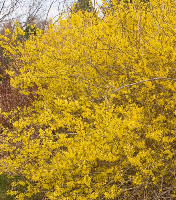 Meadowlark Forsythia