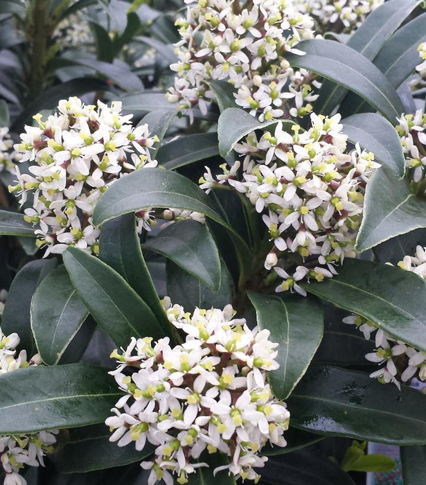 Male Japanese Skimmia