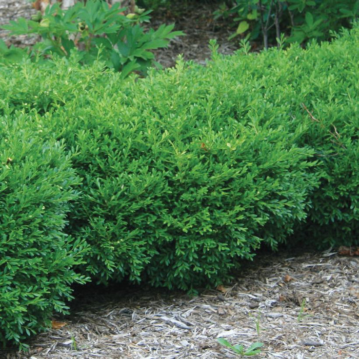 Franklins Gem Boxwood