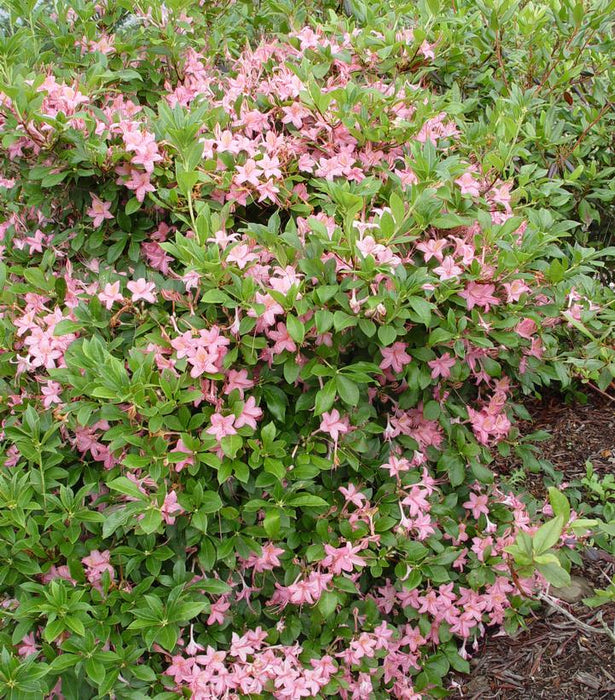 Pink and Sweet Swamp Azalea