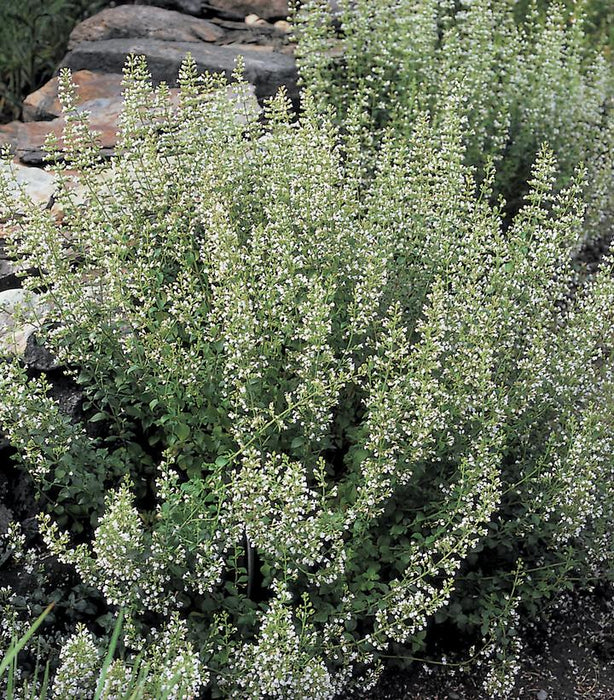 White Cloud Calamint