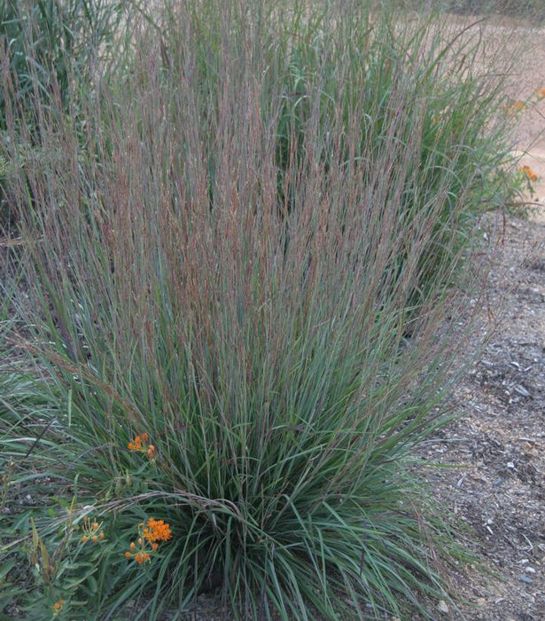 Blue Heaven Little Bluestem Grass