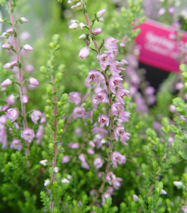 Spring Torch Scotch Heather