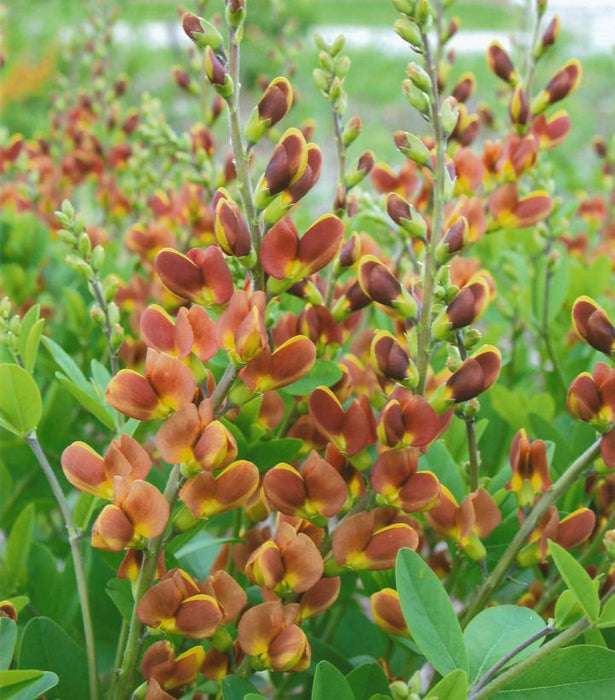 Decadence® Cherries Jubilee False Indigo