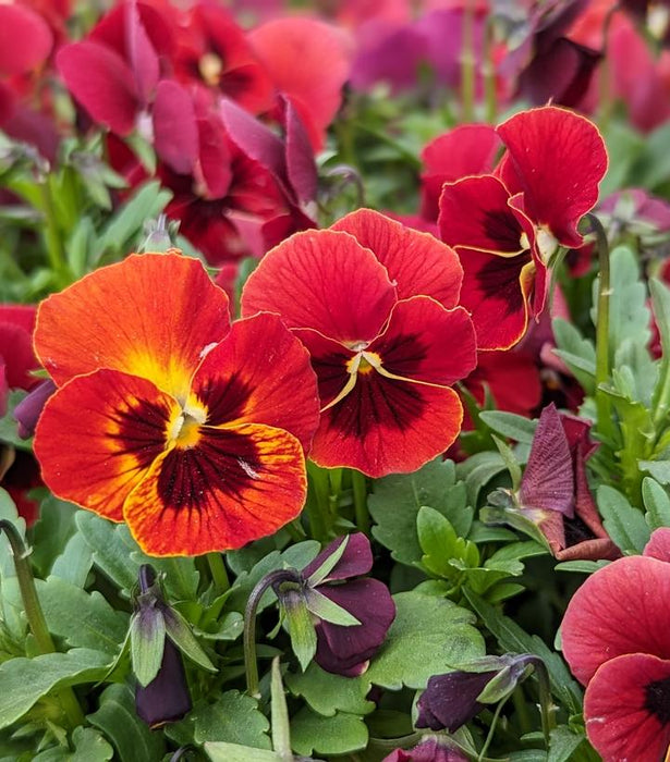 Penny™ Red Blotch Viola