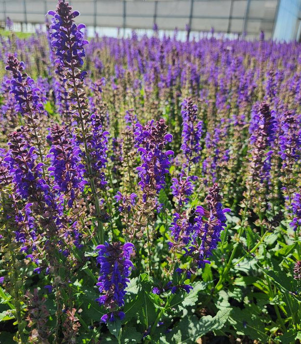 Sallyrosa April Night Salvia