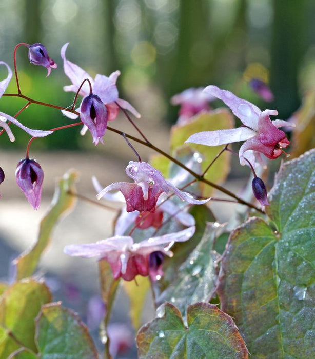 Pink Elf Barrenwort