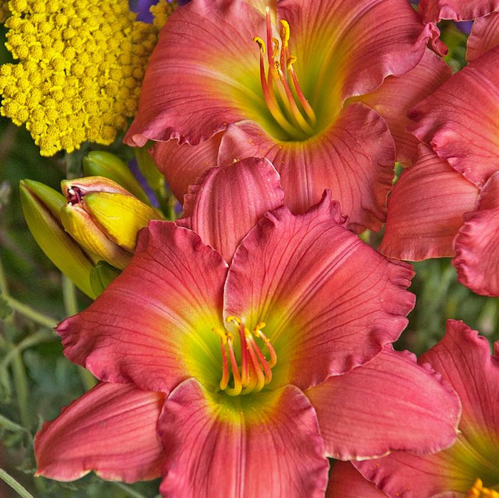 Passionate Returns Daylily