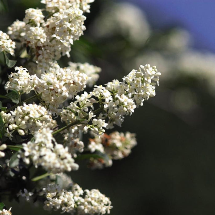 Cheyenne Common Privet