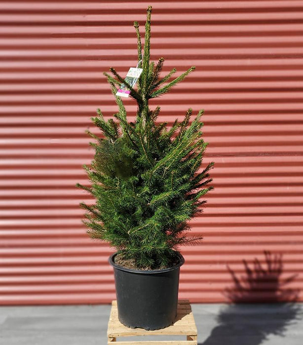 Norway Spruce