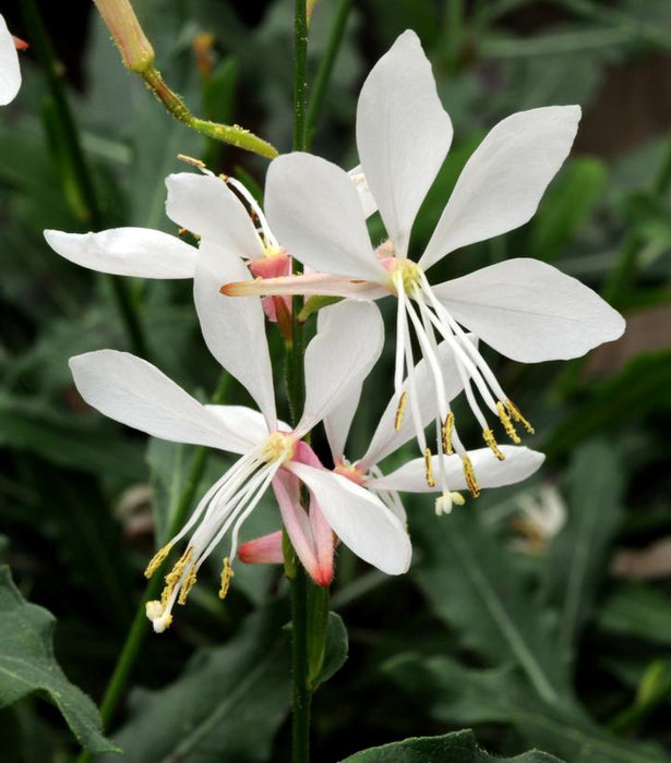 Sparkle White Wand Flower