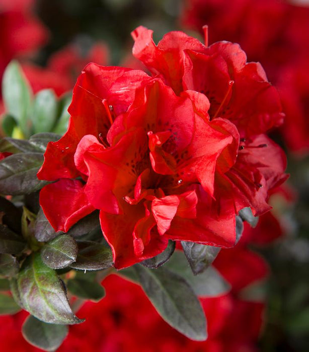 Encore® Autumn Fire® Azalea