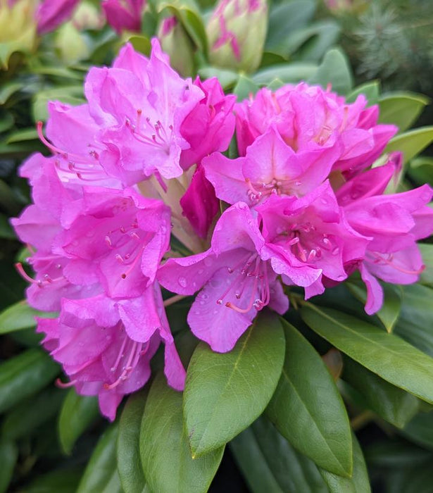 Roseum Pink Rhododendron