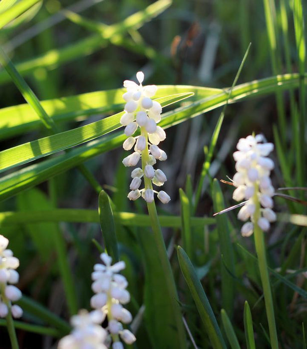 Monroe's White Lilyturf