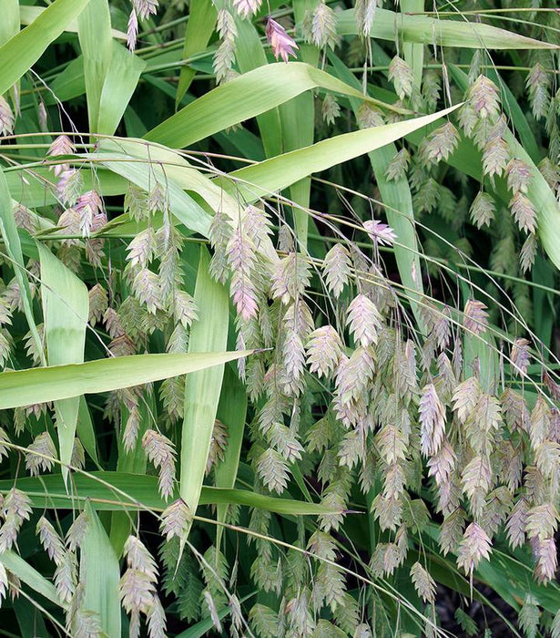 Northern Sea Oats