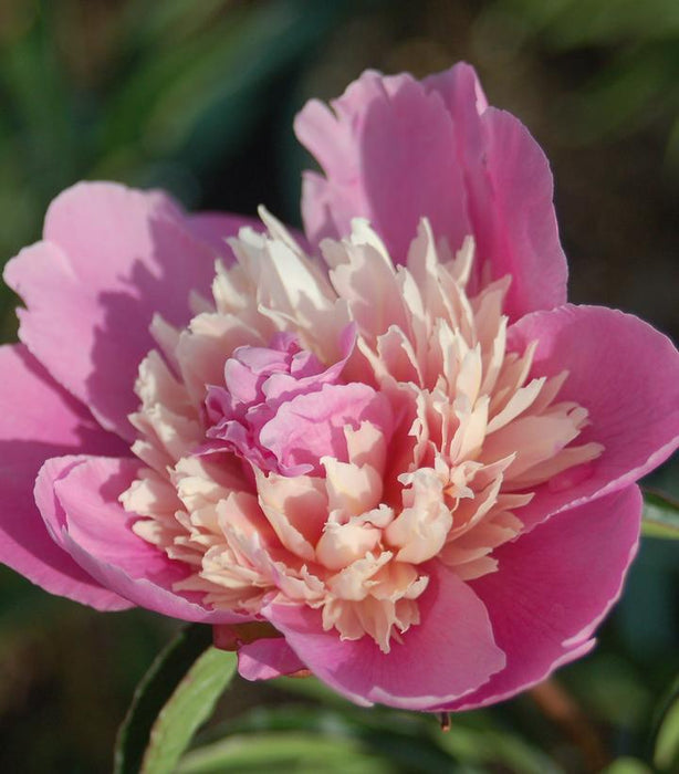 Madame Emile Debatene Peony