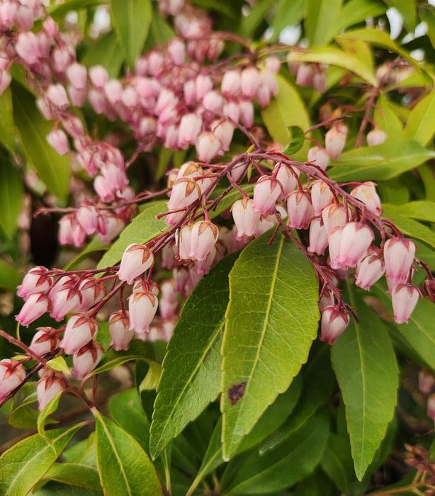 Katsura Japanese Pieris