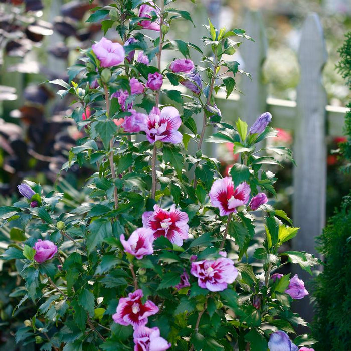 Purple Pillar® Rose of Sharon