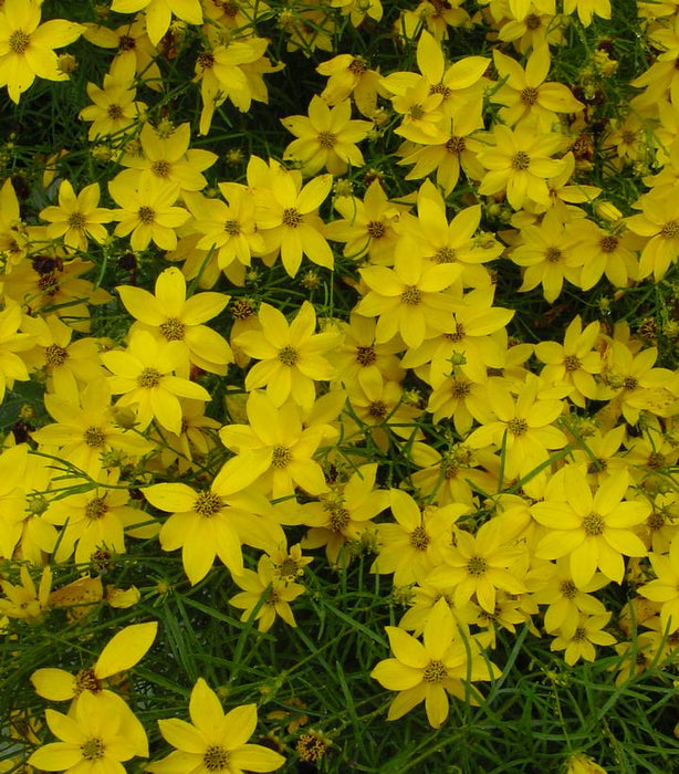 Threadleaf Tickseed Coreopsis