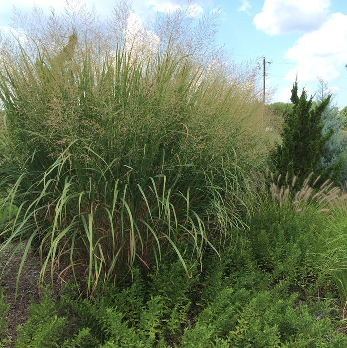 Thundercloud Switch Grass - 2 Gallon