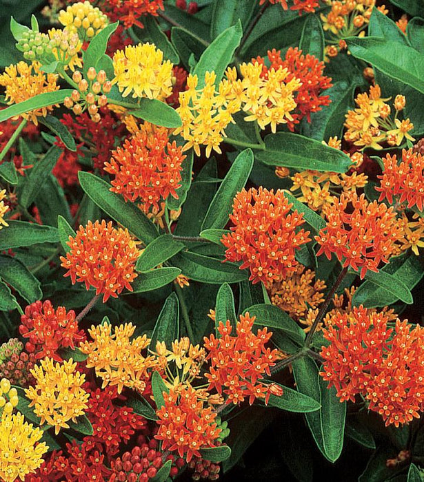 Gay Butterflies Butterfly Weed