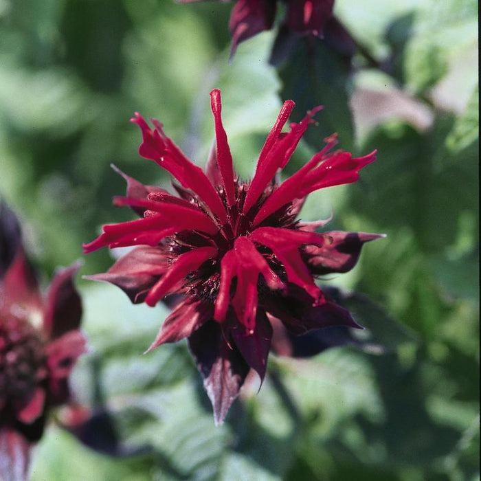 Raspberry Wine Bee Balm