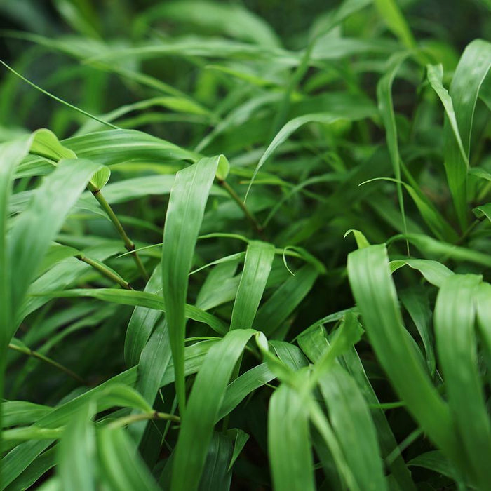 Japanese/Hakone Forest Grass