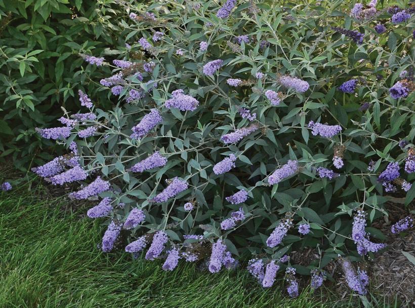 Monarch® Glass Slippers Butterfly Bush