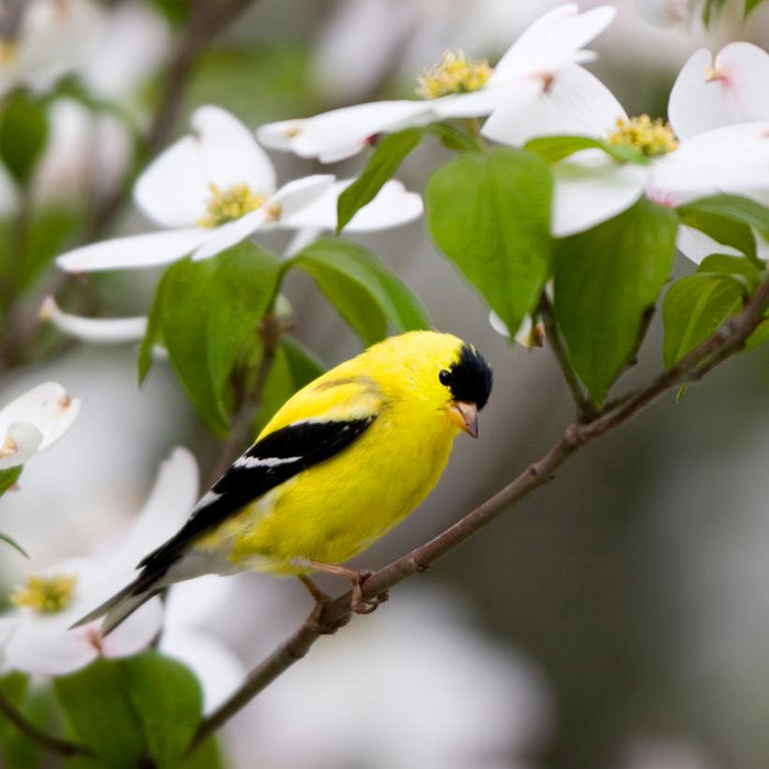 White Flowering Dogwood