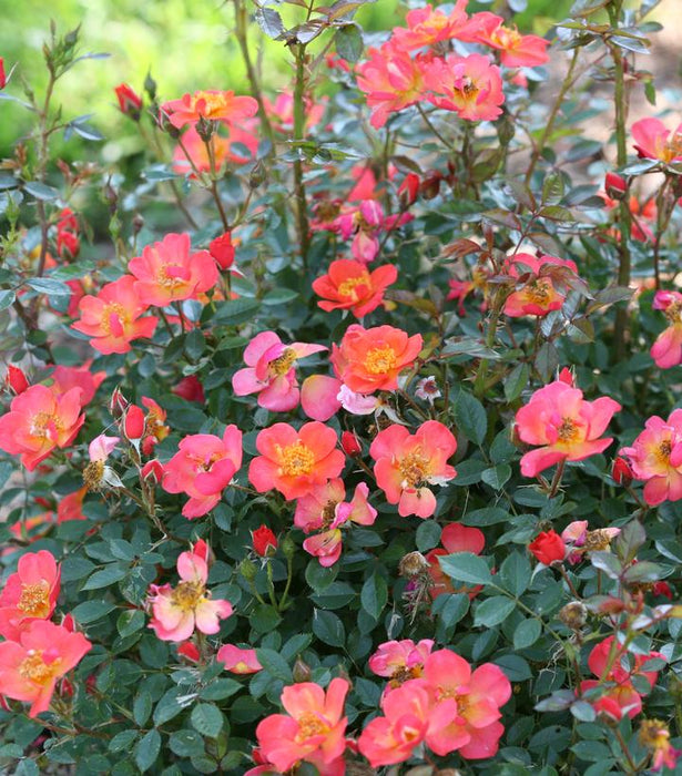 Oso Easy Hot Paprika® Rose