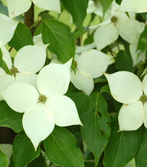 Milky Way Kousa Dogwood