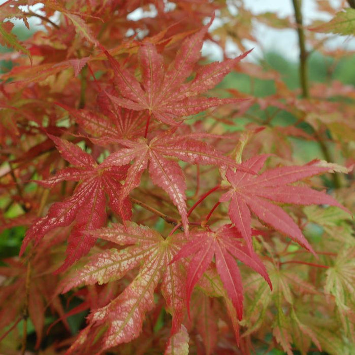 Peaches and Cream Japanese Maple