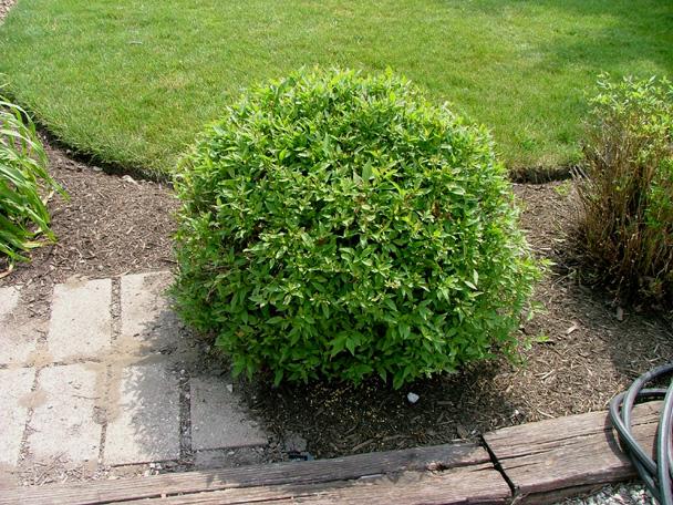 Huron® Gray Dogwood