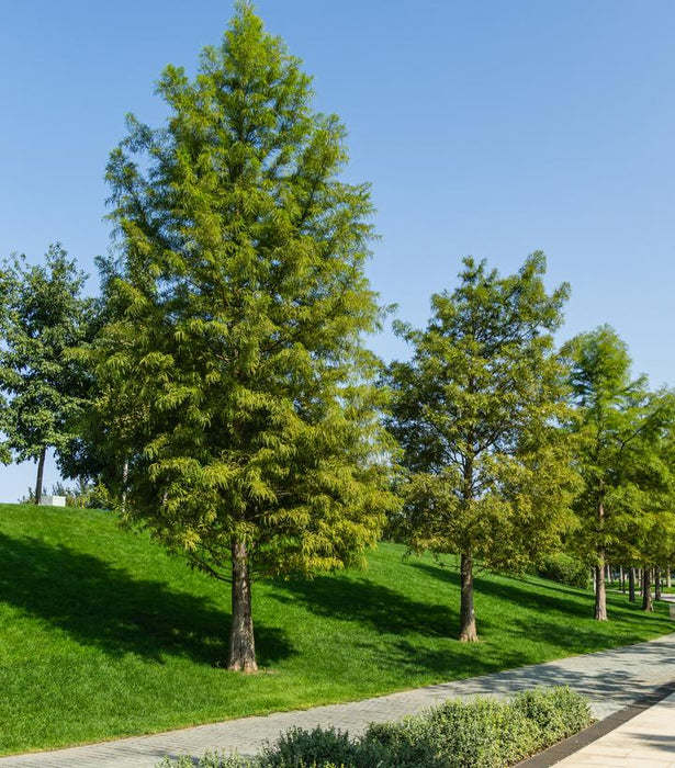 Bald Cypress