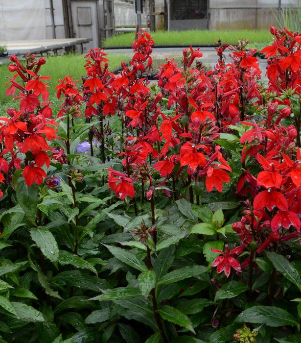 Starship Scarlet Cardinal Flower