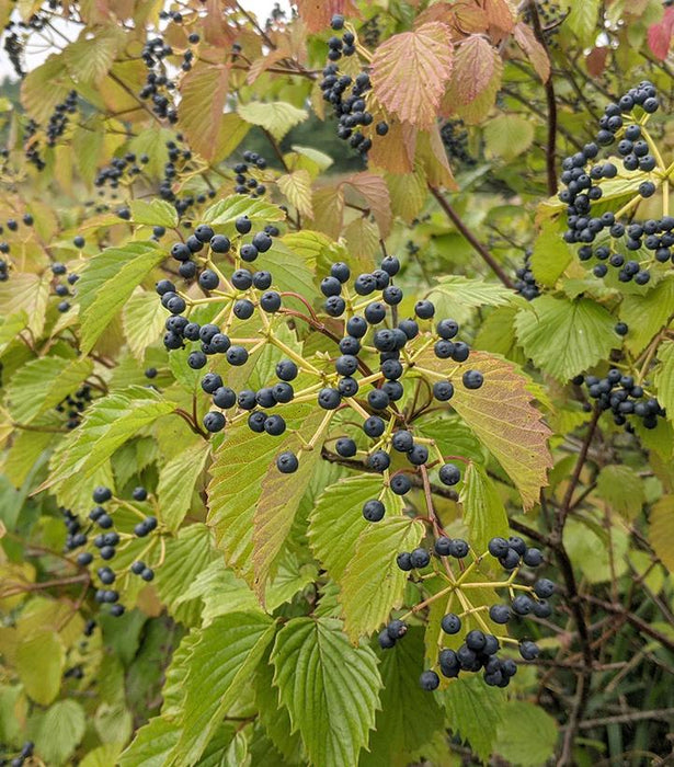 Arrowwood Viburnum