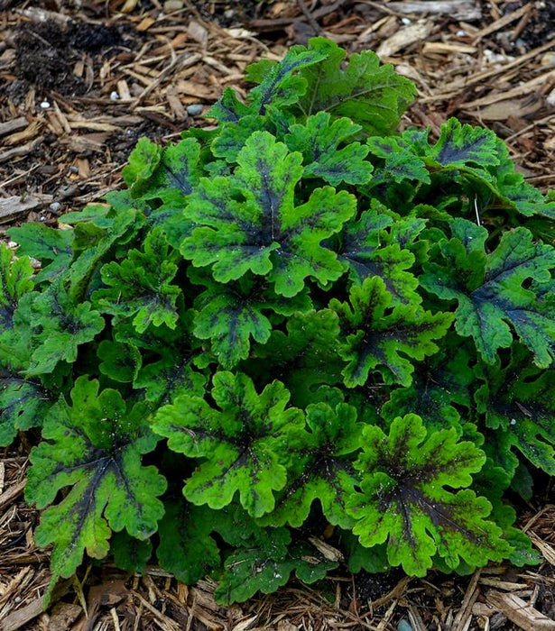 Fingerpaint Foamflower