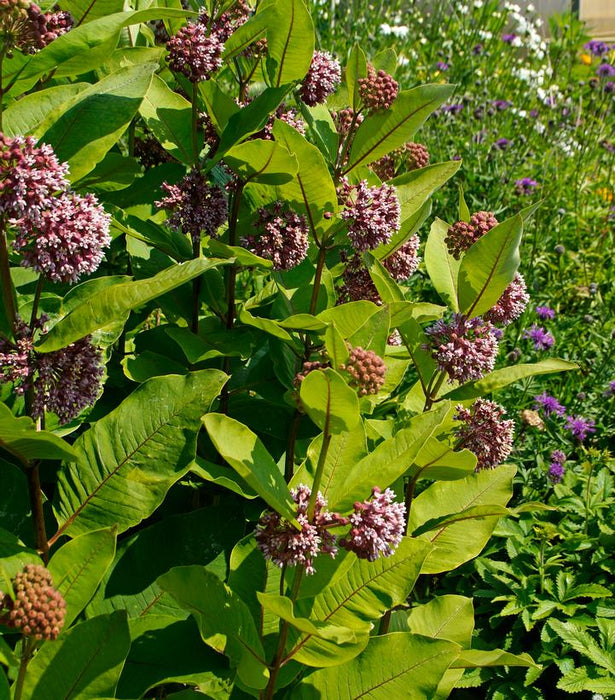 Common Milkweed