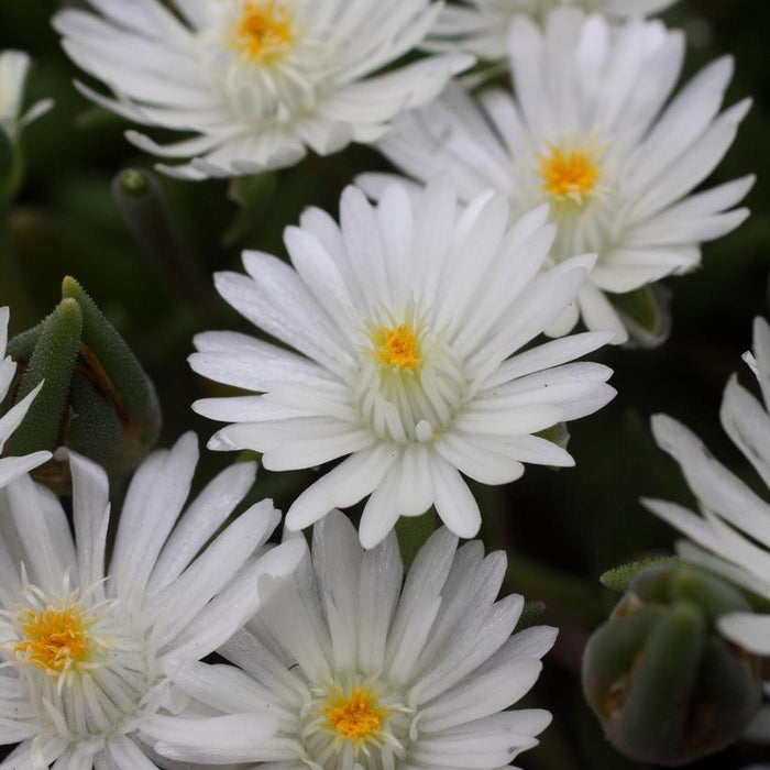 Jewel of the Desert® Moonstone Ice Plant