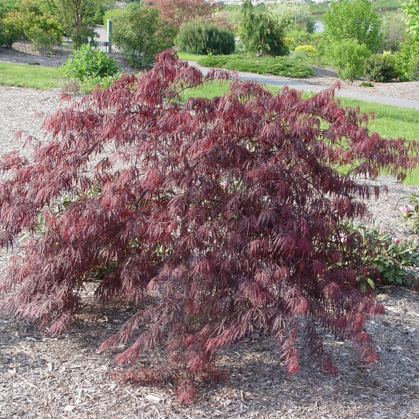 Inaba Shidare Japanese Maple — Gardens of the World