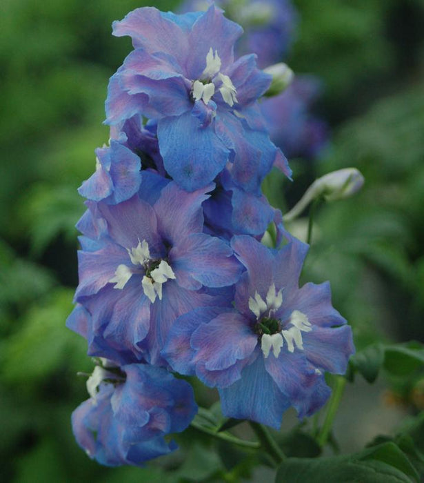 Blue Guardian Larkspur (Delphinium)