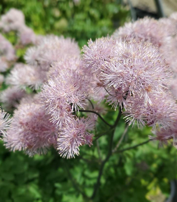 Nimbus™ Pink Meadow Rue