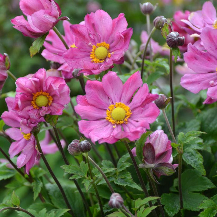 Curtain Call Deep Rose Windflower