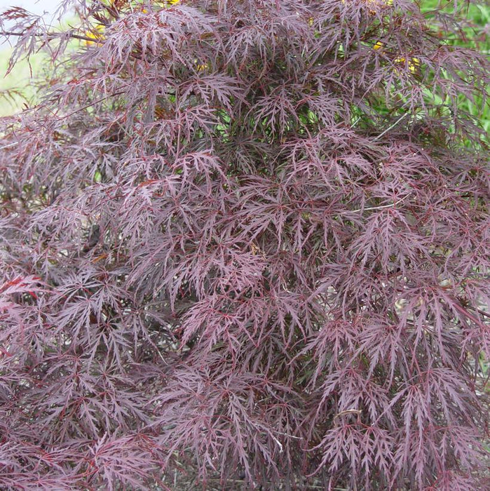 Tamukeyama Japanese Maple