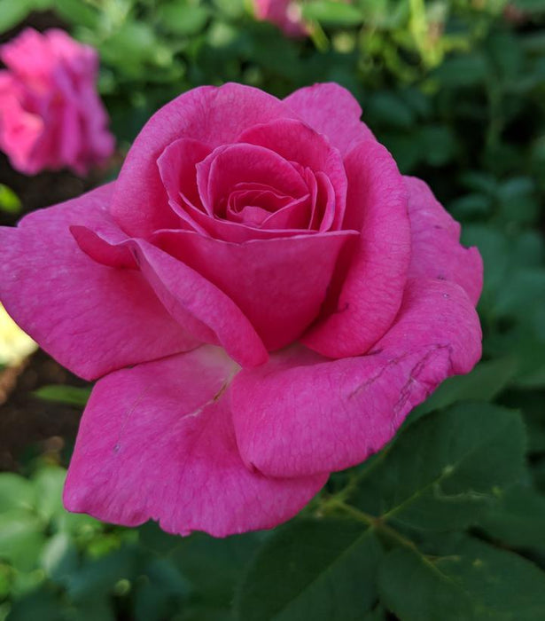 True Bloom™ True Gratitude Climbing Rose