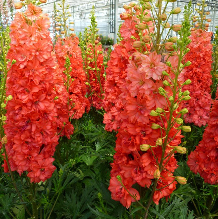 Red Lark Larkspur (Delphinium)