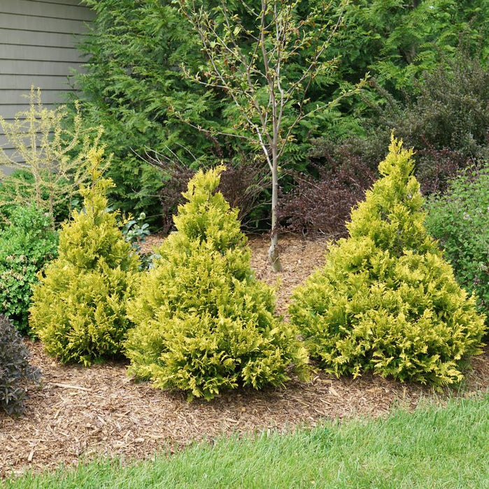 Soft Serve® Gold False Cypress